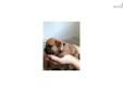 Price: $1000
This advertiser is not a subscribing member and asks that you upgrade to view the complete puppy profile for this Bullmastiff, and to view contact information for the advertiser. Upgrade today to receive unlimited access to NextDayPets.com.