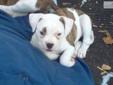 Price: $900
This advertiser is not a subscribing member and asks that you upgrade to view the complete puppy profile for this American Bulldog, and to view contact information for the advertiser. Upgrade today to receive unlimited access to