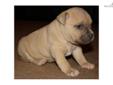 Price: $1000
This female is the only female off Sambo X Molly. Pictured in this order, 3 pictures of the female pup, the father Sambo, kennel facilities, and our website banner. She will comes UKC registered, with up to date shot records and health