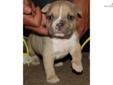Price: $1000
This male is off Sambo X Molly. Pictured in this order, 3 pictures of the male pup for sale, the father Sambo, the mother Molly, our kennel facilities, and our website banner. Thes beautiful bully puppy Comes UKC registered. with up to date