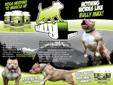 Bully Max Dog Supplements
Bully Max Supplements, 60 Day Supply for $29.99. Free shipping with coupon code: BACKPAGE
Bully Max is a multivitamin as well as a muscle building supplement designed for all breeds of dogs. Bully Max contains all essential