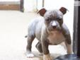Price: $600
Beautiful Blue Fawn and blue brindle puppies. 8 females, 2 males ready to go. Up to date on shots and worms. One of the best bloodlines in the world,very playful, happy, and family orientated. Check out our website at