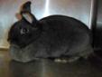My name is Madeline. I'm a girl and have a beautiful dolope to prove it. I'm friendly and was found stray in SC. I'm really a very pretty color of dark grey. What I'm looking for now is a great home with loving people. I'm easy to please. All I need is a