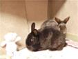 Hi, we are Camille and Carissa. We just came into the shelter at the end of April. We were found stray by someone, and then put in a cage outdoors. We didn't get much attention so we act kind of scared. We just got spayed, so maybe that will make a