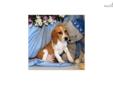 Price: $375
Up-to-date on vaccinations and ready to go. Shipping is available. Please call us for more details if you are interested... 570-966-2990 (calls only - no emails)
Source: http://www.nextdaypets.com/directory/dogs/5e0268c8-3921.aspx