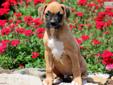 Price: $750
This adorable Fawn Boxer puppy loves to chase after his momma. He is AKC registered, vet checked, vaccinated, wormed and comes with a 1 year genetic health guarantee. This puppy has a ton of energy and will keep you on your toes. Please