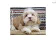 Price: $500
Buster is a male Lhasa Apso puppy. Lhasa Apsos are calm, loyal, and lovable. They enjoy company, but are wary of strangers. The Lhaso Apso gets along well with children, other dogs, and any household pets. Lhasa Apsos are quite happy indoors
