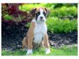 Price: $750
This spunky fawn Boxer puppy will melt your heart! She is well socialized, friendly and playful! This puppy is ACA registered, vet checked, vaccinated and wormed. She also comes with a 1 year genetic health guarantee. Please contact us for