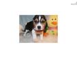 Price: $600
Byron is Black and Tan White markings, happy, healthy a true love. Likes' to be silly and give kisses. Byron is APRI registered with a 4 generation pedigree showing his family tree. He will be current on his vaccinations and be microchipped.