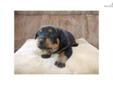 Price: $800
This advertiser is not a subscribing member and asks that you upgrade to view the complete puppy profile for this Rottweiler, and to view contact information for the advertiser. Upgrade today to receive unlimited access to NextDayPets.com.