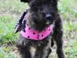Baby Daisy is a 4-month-old Cairn Terrier mix. This adorable little girl loves to cuddle and gets along well with other animals. Daisy will remain small, weighing less than 15 pounds. She is spayed, up to date on shots, and microchipped. Her adoption fee
