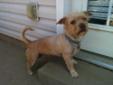 Hi my name is Cinnamon. I am a young adult Cairn Terrier. I am a very friendly and outgoing little girl. I love people and I love to cuddle. I am all about the attention and want as much of it as you will give me. I get along well with the other dogs in