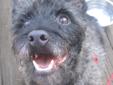 Kobi is located in a private foster home in Odenton, MD. To adopt him, you must first fill out our Adoption Application . To learn more about Cairn Rescue USA, please visit our website and please also review our FAQs . Cairn Poodle Mixed Together - You