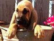 Price: $600
Stunning! These little ones will be ready to go at 8 wks old and can be shipped by ground or air. The Bloodhound is a kind, patient, noble, mild-mannered and lovable dog. Gentle, affectionate and excellent with children. This is truly a good