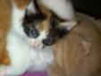 Sweet Lovebug is the sweetest kitten and such a pretty kitten too. She is all love and cuddles. She enjoys interacting with people and enjoys being a lap kitten. Lovebug was rescued from a local shelter when just a tiny baby. She is learning about the