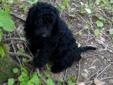 Price: $1250
Meet Camden. He?s a sweet F1b Labradoodle. Bring adventure into your life with this daring little guy! Camden can be shipped if needed to most major airports for a fee of $325, which will get him home to you up to date on his vaccinations and