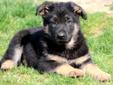 Price: $550
This is a family raised German Shepherd puppy who is well socialized and loves to play! This puppy loves children and will make an excellent family pet. He is AKC registered, vet checked, vaccinated and wormed. This puppy also comes with a 1