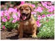 Price: $275
This fun-loving Welsh Corgi Mix puppy will make you smile! She is vaccinated, wormed and comes with a 60 day health guarantee. This puppy is peppy, friendly and ready for fun. Her date of birth is May 26th and she is ready for her forever