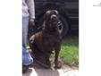 Price: $1000
This advertiser is not a subscribing member and asks that you upgrade to view the complete puppy profile for this Cane Corso Mastiff, and to view contact information for the advertiser. Upgrade today to receive unlimited access to