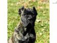 Price: $2000
This advertiser is not a subscribing member and asks that you upgrade to view the complete puppy profile for this Cane Corso Mastiff, and to view contact information for the advertiser. Upgrade today to receive unlimited access to