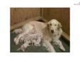 Price: $975
Our Story: We started breeding as a family project with our two teenaged boys and our dog Magnolia. We enjoyed providing families with quality pets so much that we decided to continue. We have been breeding forÂ 9 years now. Our pups come from