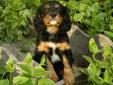 Price: $650
Carsonr is a great little lad with an endearing personality and enjoys snuggling with whoever is holding him as well as his siblings. His mother is a beautiful Black and Tan lass. His father is a sweet natured Tri Clor who is as gentle as they
