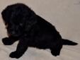 Price: $750
Carson's mother is Cocoa my very calm and sweet chocolate Lab. His father is my AKC Red Standard Poodle Pepi. Carson is expected to be very healthy due to hybrid vigor & his coat should be little to no shed. Carson will be socialized with