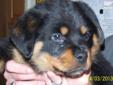 Price: $975
9 week old ready to go to good home. Registered/registerable, Current vaccinations, Veterinarian examination, Health certificate, Health guarantee, Pedigree these rottweiler babies and are German bred. Crate trainomg started. Sire: BENNO OF