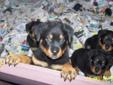 Price: $800
Registered/registerable, Current vaccinations, Veterinarian examination, Health certificate, Health guarantee, Pedigree these rottweiler babies and are German bred. Crate training started. Sire: BENNO OF SILVER FILD KG, he is HD-ED frei From