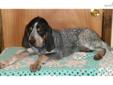 Price: $150
Meet Casper! He is a UKC registered bluetick coonhound with excellent bloodlines and characteristics! He is very active and very loving! No doubt he'll run the woods with the best of them or be the perfect addition to your family. Ready for