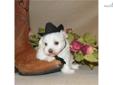 Price: $1295
SUPER SPECIAL FOURTH OF JULY SALE! **WAS $1295** Casper is one of the friendliest puppies you can ever meet. He is very sweet and sociable. Little Casper man has been starter trained on newspaper, so potty training should be a breeze. He is