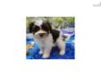 Price: $800
AVAILABLE TO GO TO HIS NEW FAMILY 05/01/2013 ~~ CASSIUS is a very sweet, sweet little puppy. He's always putting a smile on your face or making you laugh. Always doing something cute or funny. He has a great personality and fun loving little