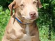 This puppy is a very beautiful Catahoula mix puppy. She is here at the shelter with her brother. They are about 4 months old. They are currently available to rescue groups. They will become available for adoption if they are still here at the shelter once