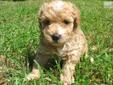 Price: $650
My name is Caty and I'm an adorable Maltipoo puppy. I am a sweet, sweet girl and love to snuggle. I enjoy the sunshine, as you can see from my pictures. I love to snuggle up and sunbathe. I am a pretty shy girl, but as I get older my