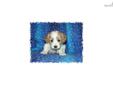 Price: $750
This little Cavachon is so sweet. His name is Evan. He are ready to go Middle of May. His mother is Bichon Frise and the father is a Cavalier King Charles Spaniel. He is very full of life and fun. He will be about 15 to 18 pounds full grown.