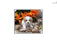 Price: $750
This little Cavachon is so sweet. His name is James. He is ready to go Beginning of July. His Mother is a Bichon Frise and the father is the Cavalier. He is very full of life and fun. He will be about 15 to 18 pounds full grown. He will come