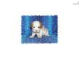 Price: $750
This little Cavachon is so sweet. His name is James. He are ready to go Middle of May. His mother is Bichon Frise and the father is a Cavalier King Charles Spaniel. He is very full of life and fun. He will be about 15 to 18 pounds full grown.