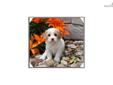 Price: $750
This little Cavachon is so sweet. His name is Ricki. He is ready to go Beginning of July. His Mother is a Bichon Frise and the father is the Cavalier. He is very full of life and fun. He will be about 15 to 18 pounds full grown. He will come