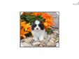 Price: $750
This little Cavachon is so sweet. His name is timmy. He is ready to go Beginning of July. His Mother is a Bichon Frise and the father is the Cavalier. He is very full of life and fun. He will be about 15 to 18 pounds full grown. He will come