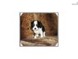 Price: $900
This little Cavalier is so sweet. Her name is Lilly. She is ready to go Middle of June. Both her mother and father are pure bred and papered dogs. She is She will be about 15 to 18 pounds full grown. She will come vet checked, and will have