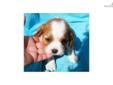 Price: $650
TAMMY is a Blenheim Cavalier female born 1-17-13. She is the cutest, sweetest little girl you will ever meet. She is tiny now and will be a small adult. TAMMY is up to date on her shots and wormings. We are asking $650 for her, shipping is an