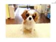 Price: $780
FEMALE CAVALIER KING CHARLES SPANIEL PUPPIES FOR SALE. 2-3 MONTHS OLD. HAS PAPER, SHOTS UTD,DEWORMED. NICE COLOR AND GREAT LOOKING. FOR MORE OTHER PUPPIES, PLEASE CALL 718-321-1977. WE OPEN 7 DAYS A WEEK. WHEN YOU HAVE A CHANCE, PLEASE COME TO