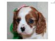 Price: $1700
This advertiser is not a subscribing member and asks that you upgrade to view the complete puppy profile for this Cavalier King Charles Spaniel, and to view contact information for the advertiser. Upgrade today to receive unlimited access to