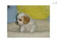 Price: $550
EMPIRE PUPPIES CURRENTLY HAVE FEMALE CAVAPOO PUPPY FOR $550. GOT SHOTS UTD, DEWORMED, ALSO PROVIDE HEALTH GUARANTEE. FOR MORE PUPPIES, PLEASE VISIT OUR WEBSITE AT WWW.EMPIREPUPPIES.NET OR CALL 718-321-1977. WE ARE LOCATE AT 164-13 NORTHERN
