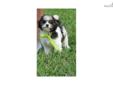 Price: $899
CAVAPOO CAVALIER KING CHARLES SPANIEL POODLE MIX PUPPIES NON SHEDDING GREAT WITH CHILDREN AND OTHER PETS, PLEASE CALL ANYTIME 727-947-2372 WWW.ROYALPUPPYPALACE.COM
Source: http://www.nextdaypets.com/directory/dogs/fe49b41b-eb41.aspx
