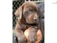 Price: $850
This advertiser is not a subscribing member and asks that you upgrade to view the complete puppy profile for this Labrador Retriever, and to view contact information for the advertiser. Upgrade today to receive unlimited access to