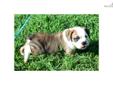 Price: $1500
This advertiser is not a subscribing member and asks that you upgrade to view the complete puppy profile for this Olde English Bulldogge, and to view contact information for the advertiser. Upgrade today to receive unlimited access to