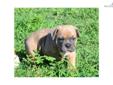 Price: $2000
This advertiser is not a subscribing member and asks that you upgrade to view the complete puppy profile for this Olde English Bulldogge, and to view contact information for the advertiser. Upgrade today to receive unlimited access to