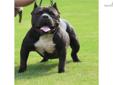 Price: $2500
This advertiser is not a subscribing member and asks that you upgrade to view the complete puppy profile for this American Bully, and to view contact information for the advertiser. Upgrade today to receive unlimited access to