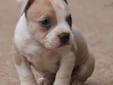 Price: $2800
This advertiser is not a subscribing member and asks that you upgrade to view the complete puppy profile for this American Bully, and to view contact information for the advertiser. Upgrade today to receive unlimited access to